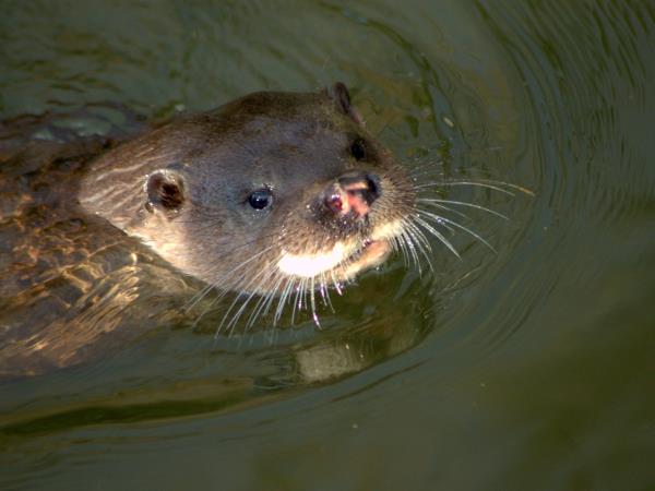 Bialowieza forest wildlife tour in Poland