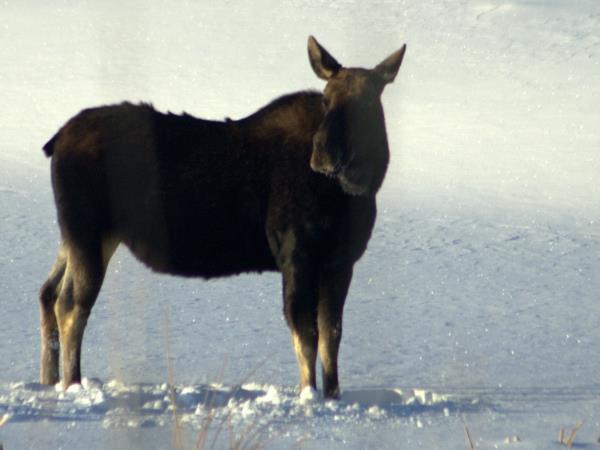 Bialowieza forest wildlife tour in Poland