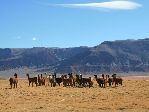 Argentina desert tour, extreme north | Responsible Travel