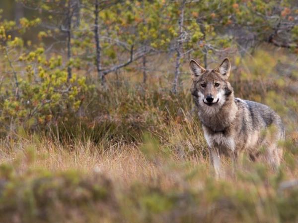 Sweden holidays, Wolves, Moose and Beavers