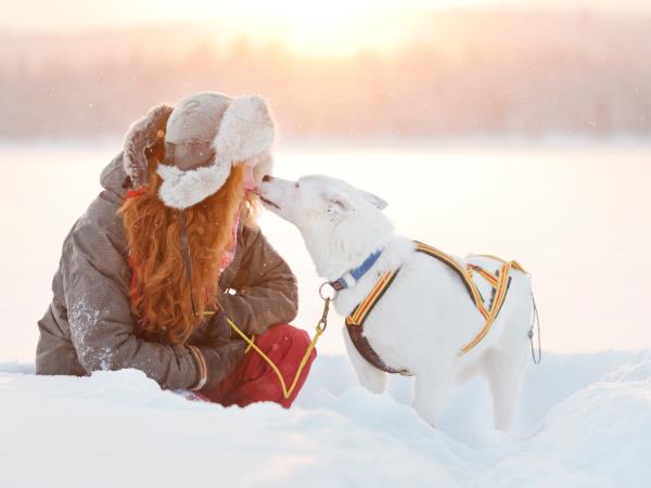 Northern Lights and wildlife holiday in Swedish Lapland