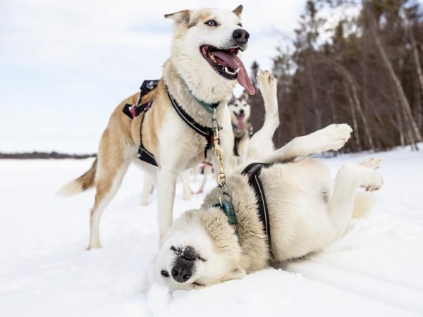 Husky safari in Finland