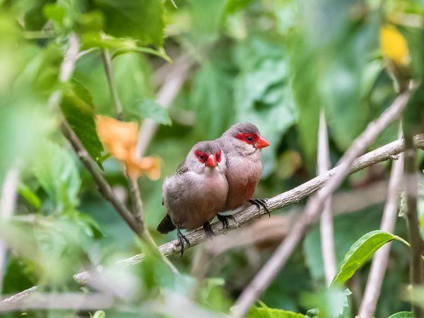 Sao Tome & Principe nature tour