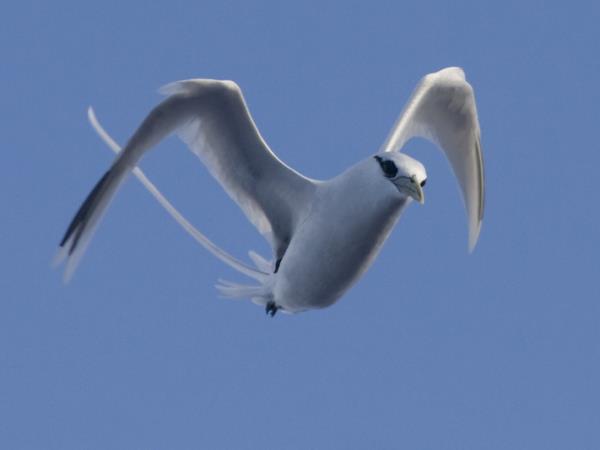 Melanesia birdwatching holiday