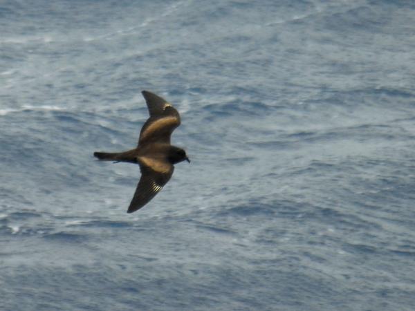 Melanesia birdwatching holiday