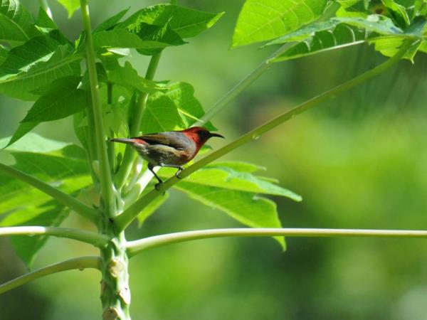 Melanesia birdwatching holiday