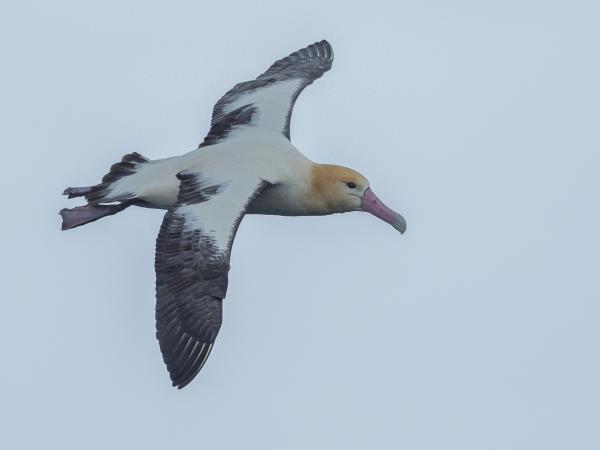 Melanesia birdwatching holiday