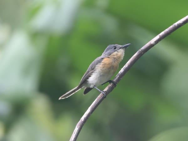 Melanesia birdwatching holiday