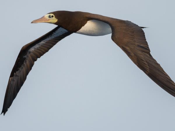 Melanesia birdwatching holiday