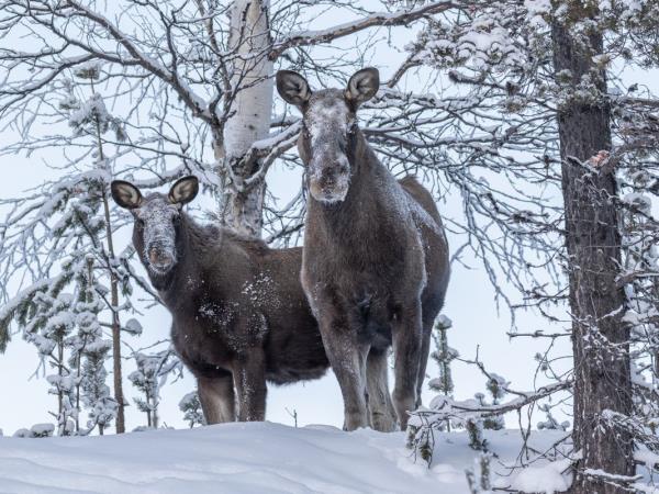 Northern Lights and wildlife holiday in Swedish Lapland