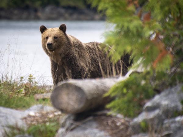 Johnstone Strait kayaking expedition in Canada