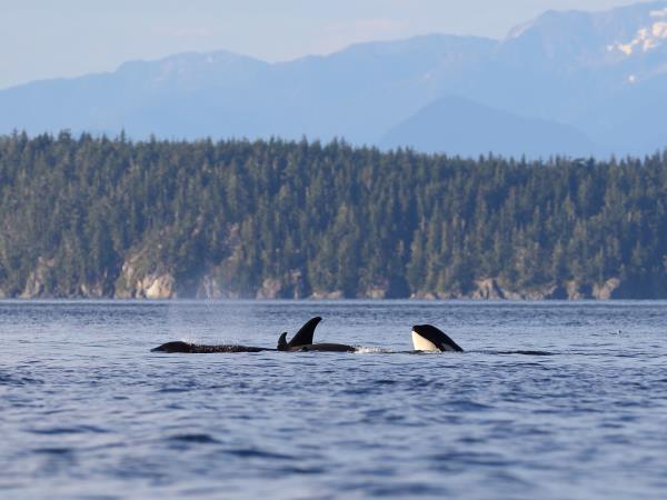 Johnstone Strait kayaking expedition in Canada