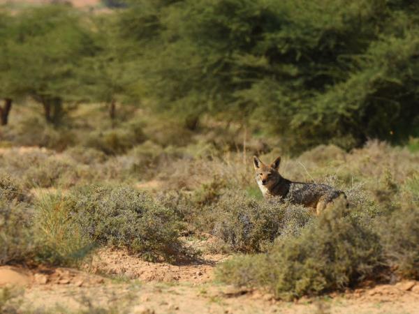 Western Sahara desert wildlife tour