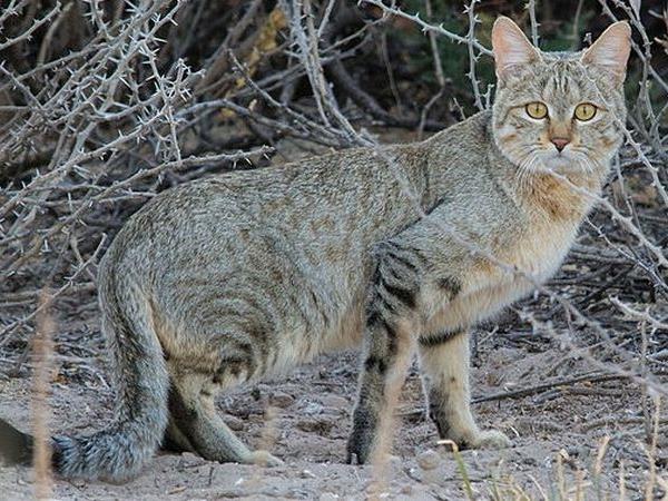 Western Sahara desert wildlife tour