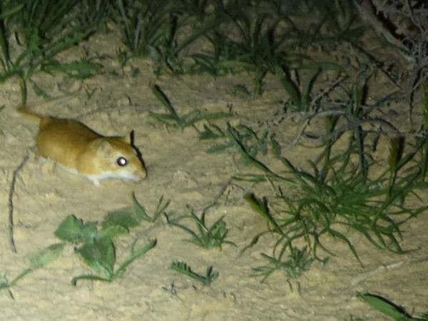 Western Sahara desert wildlife tour