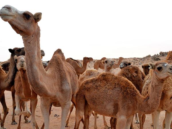 Mauritania holiday, desert adventure