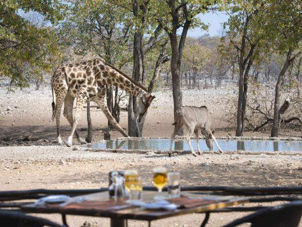 Namibia self drive holiday, big cat conservation