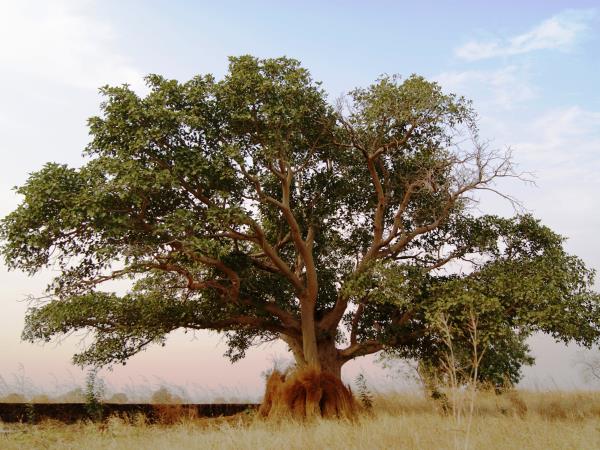 West Africa river cruise holiday