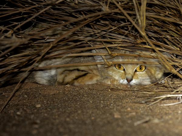 Sahara rare wildlife tour