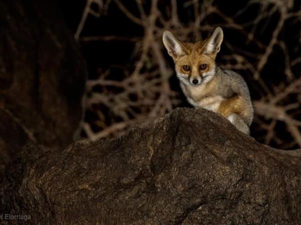 Sahara rare wildlife tour