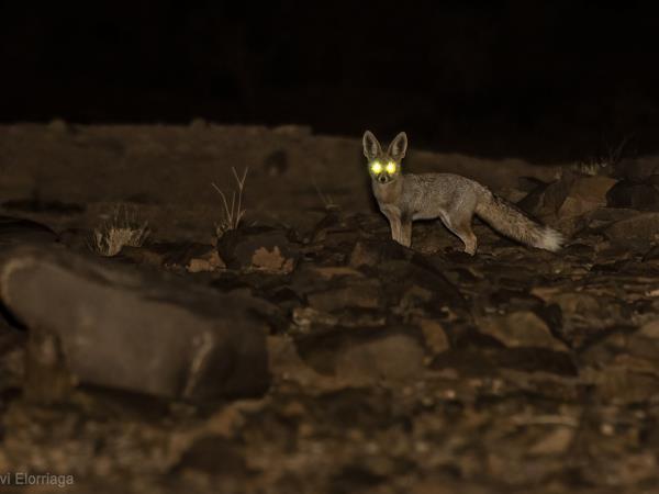 Sahara rare wildlife tour