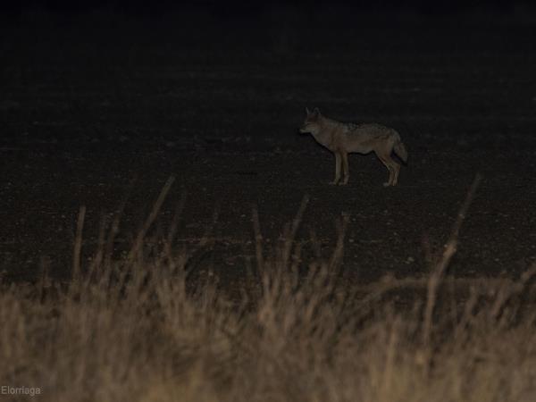 Sahara rare wildlife tour