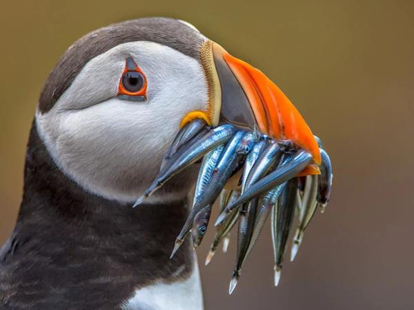 Iceland to Scotland sailing holiday, via Faroe Islands