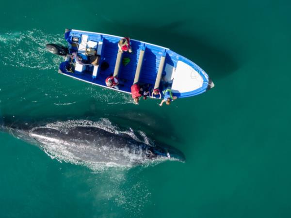 Mexico whale watching adventure holiday, tailor made