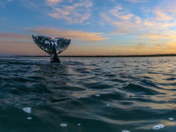 Mexico whale watching adventure holiday, tailor made