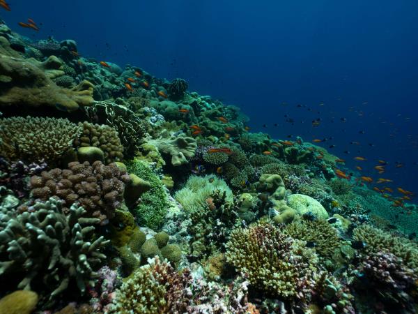 Melanesia small ship cruise