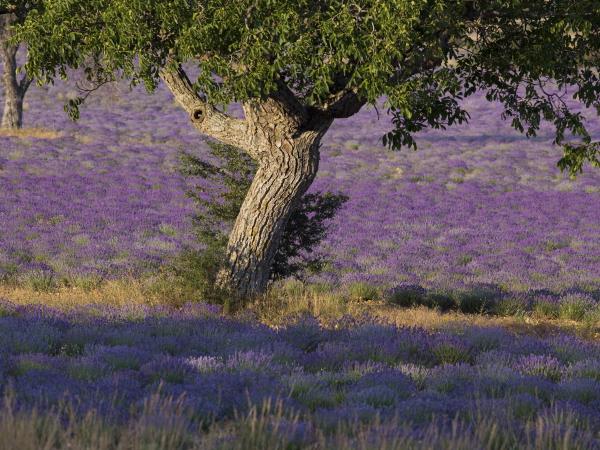 Upper Provence walking holiday in France