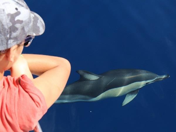 Azores family adventure holiday, whales and dolphins