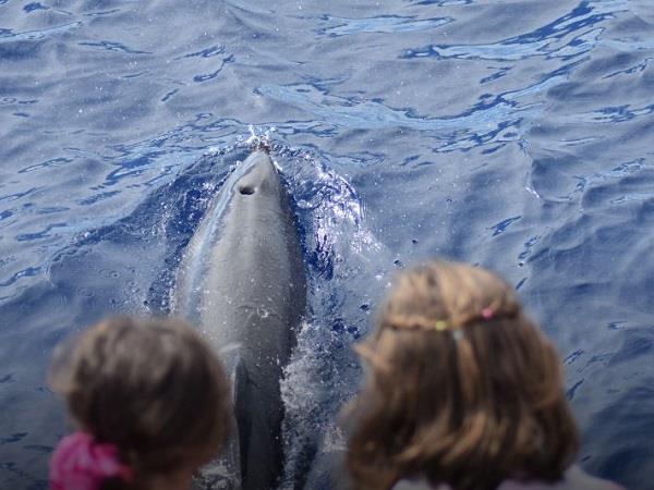 Azores family adventure holiday, whales and dolphins