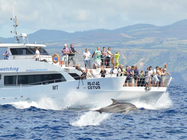 Azores family adventure holiday, whales and dolphins