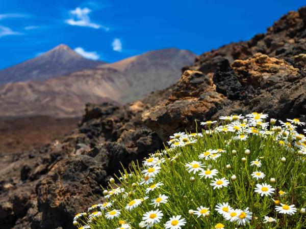 Canary islands walking holiday, 10 days 