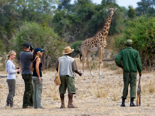 Luangwa and Luambe safari, Zambia