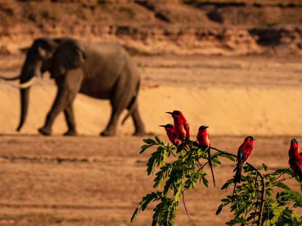 Luangwa and Luambe safari, Zambia