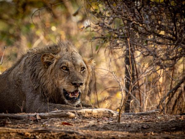 Luangwa and Luambe safari, Zambia