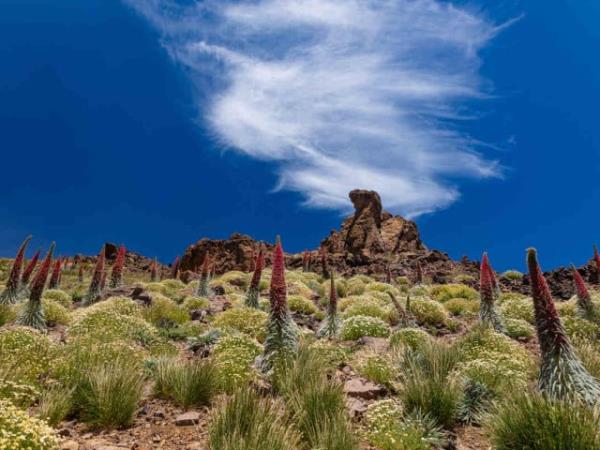 Canary Islands cultural & walking tour