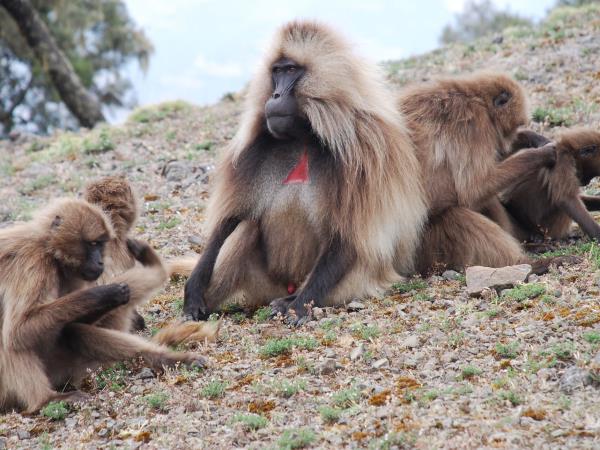 Ethiopia tour, The Best of Ethiopia