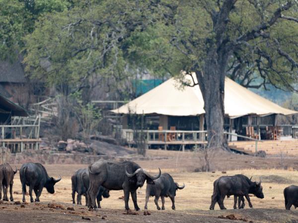 Hwange safari in Zimbabwe, tailor made