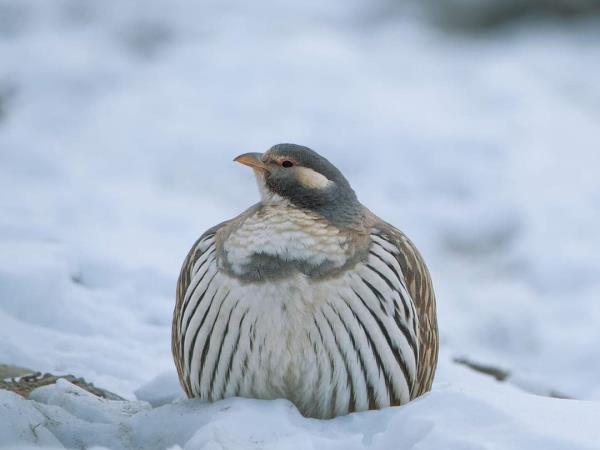 Ladakh bird watching tour, India | Responsible Travel