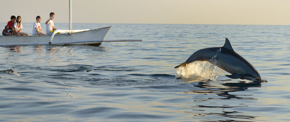 Wild dolphin watching