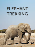Elephant conservation holidays Elephant conservation holidays