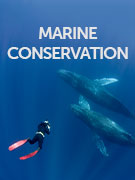 Marine conservation holidays Marine conservation holidays