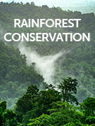 Rainforest conservation holidays Rainforest conservation holidays