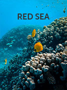 Red Sea