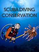 Scuba diving conservation holidays Scuba diving conservation holidays