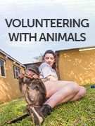 Volunteering with animals holidays Volunteering with animals holidays